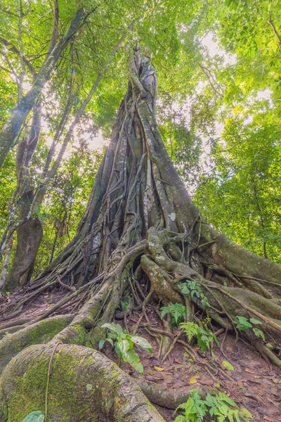Banyan-Baum mit Morgenlicht des tiefen Waldes — Stockfoto