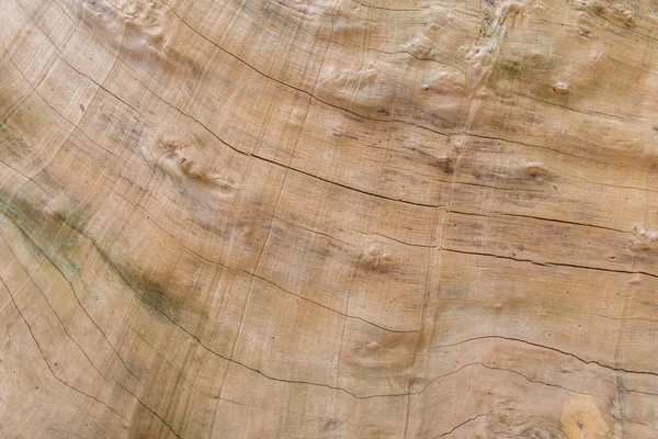 Tree texture of wood pattern for design or background — Stock Photo, Image