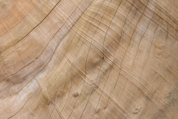 Textura del árbol del patrón de madera para el diseño o el fondo —  Fotos de Stock