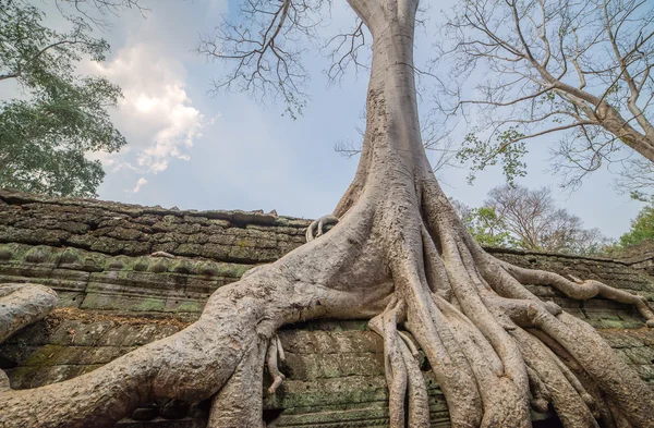 Tree roots cover a historic Khmer temple in  Angkor Wat, Cambodi — Stock Photo, Image