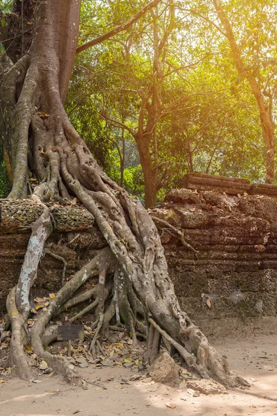 Tree roots cover a historic Khmer temple in  Angkor Wat, Cambodi — Stock Photo, Image