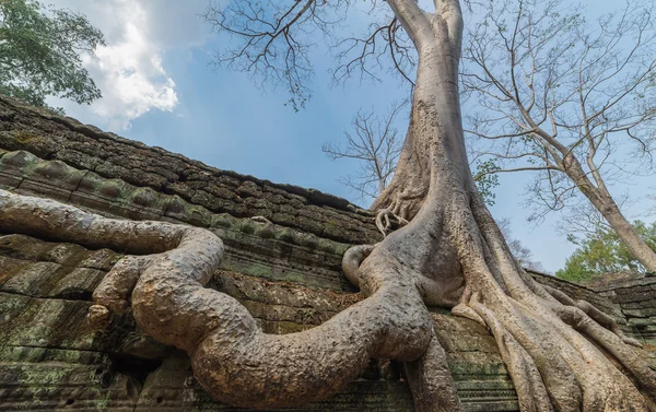 Tree roots cover a historic Khmer temple in  Angkor Wat, Cambodi — Stock Photo, Image