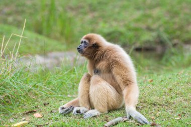 Yeşil çimenlerin üzerinde oturan beyaz yanaklı Gibbon sevimli maymun