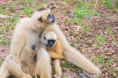 White Cheeked Gibbon with baby gibbons sitting on green grass clipart