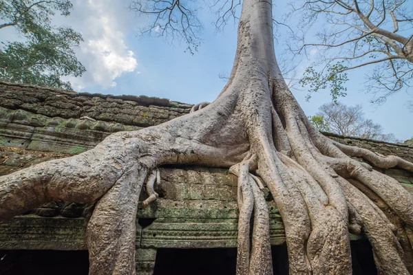 Tree roots cover a historic Khmer temple in  Angkor Wat, Cambodi — Stock Photo, Image