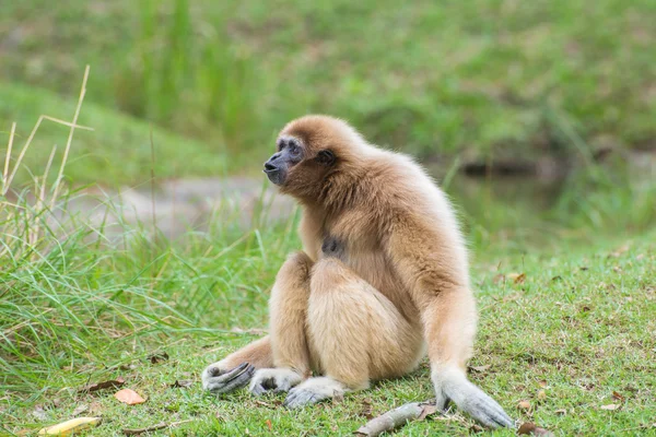 Bílá tvářemi Gibbon roztomilý opice sedící na zelené trávě — Stock fotografie