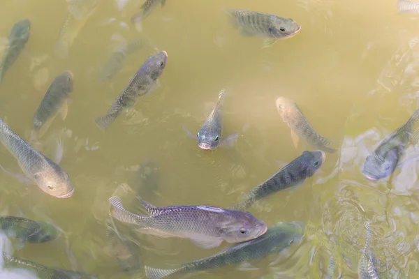 Muchos peces de tilapia en los estanques de peces —  Fotos de Stock