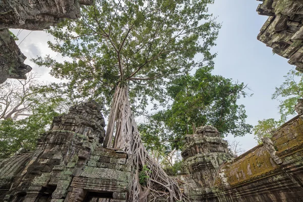 Baumwurzeln bedecken einen historischen Khmer-Tempel in angkor wat, Kambodscha — Stockfoto