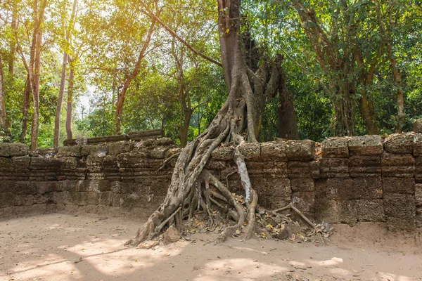 Las raíces de los árboles cubren un templo jemer histórico en Angkor Wat, Camboya —  Fotos de Stock