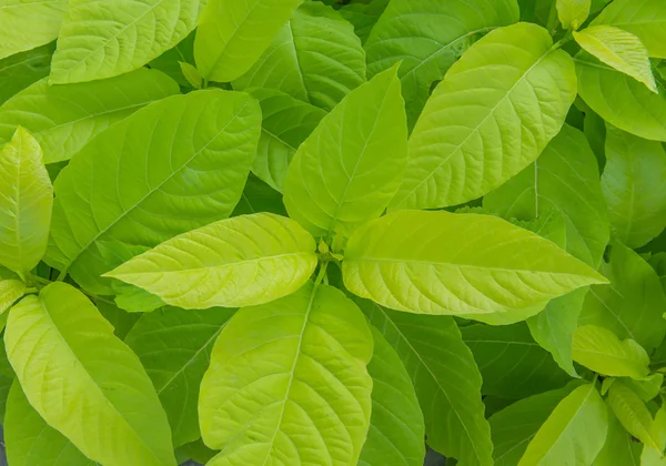 Hoja verde en la granja agrícola para el fondo —  Fotos de Stock