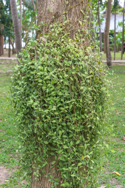 Dischidia ruscifolia of miljoen harten plant op boom — Stockfoto