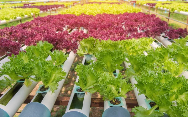 Organic hydroponic vegetable in the cultivation farm — Stock Photo, Image