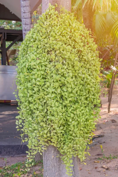 Dischidia ruscifolia o millones de corazones plantan en el árbol — Foto de Stock