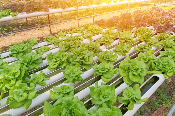 Organic hydroponic vegetable in the cultivation farm — Stock Photo, Image