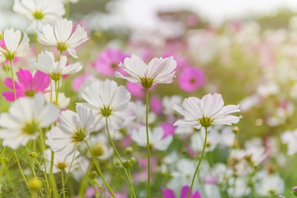 Cosmos flor colorida en el hermoso jardín — Foto de Stock