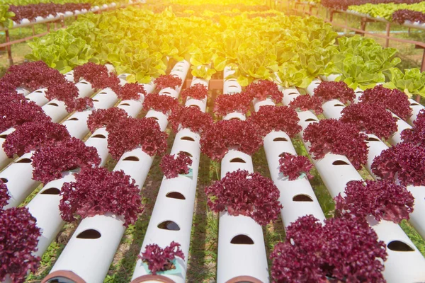 Organic hydroponic vegetable in the cultivation farm