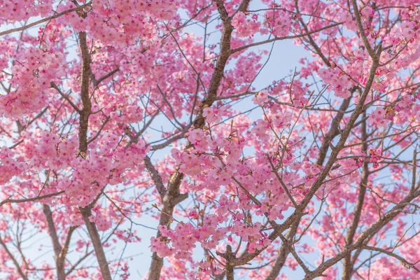 Sakura Flor ou flor de cereja no parque público Fukuoka Japão — Fotografia de Stock