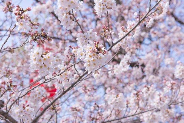 Flor de Sakura o Flor de Cerezo en el parque público Fukuoka Japón —  Fotos de Stock