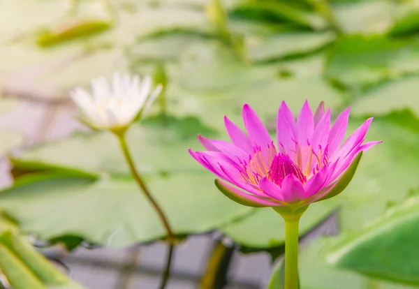 Rosa lotusblomster eller vannliljeblomster i dammer – stockfoto