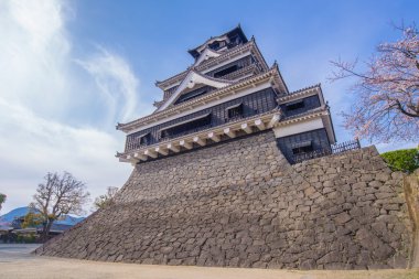 Kumamoto Castle sakura veya kiraz çiçekleri ile