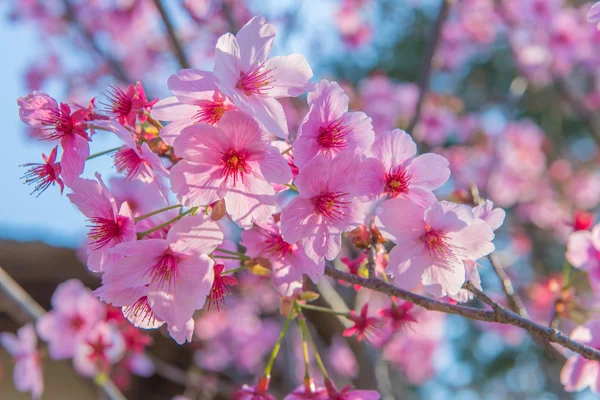 Sakura Flor ou flor de cereja no parque público Fukuoka Japão — Fotografia de Stock