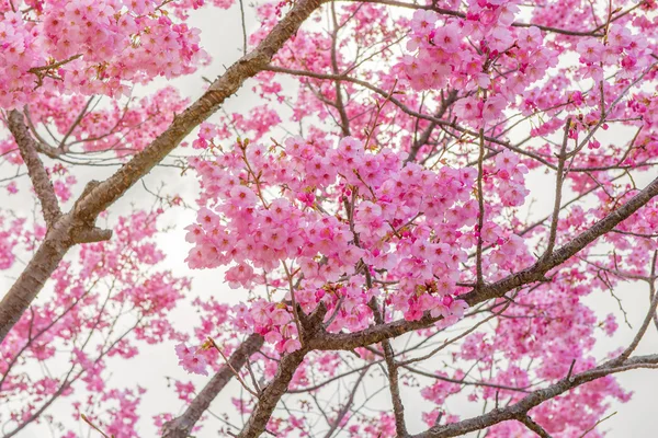 Sakura Flor ou flor de cereja no parque público Fukuoka Japão — Fotografia de Stock