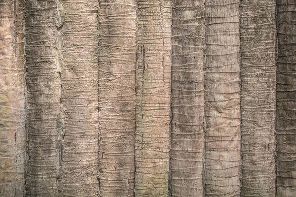 Texture della corteccia di cocco o di palma per sfondo — Foto Stock