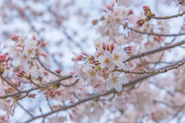 Sakura Flor ou flor de cereja no parque público Fukuoka Japão — Fotografia de Stock