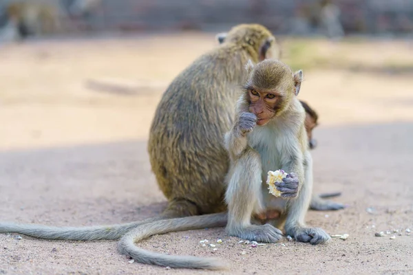Portrét Opice Nebo Kraba Jíst Macaque Živě Phra Prang Sam — Stock fotografie