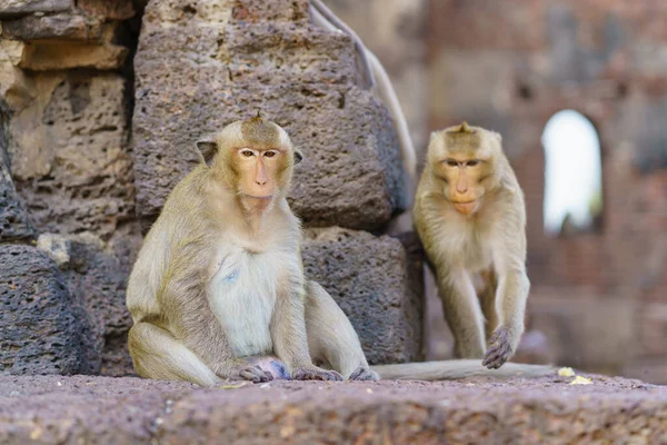 Portret Małpy Lub Makaka Żywiącego Się Krabami Phra Prang Sam — Zdjęcie stockowe