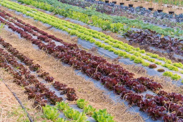 Hortaliça Hidropônica Orgânica Fazenda Cultivo — Fotografia de Stock