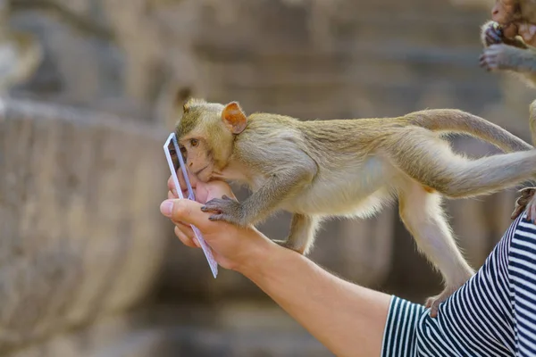 Małpa Lub Krab Jedzące Makaki Lustro Patrząc Phra Prang Sam — Zdjęcie stockowe