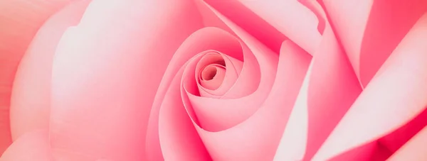 Banner Beautiful Sweet Color Pink Roses Soft Style Romance Background — Stock Photo, Image