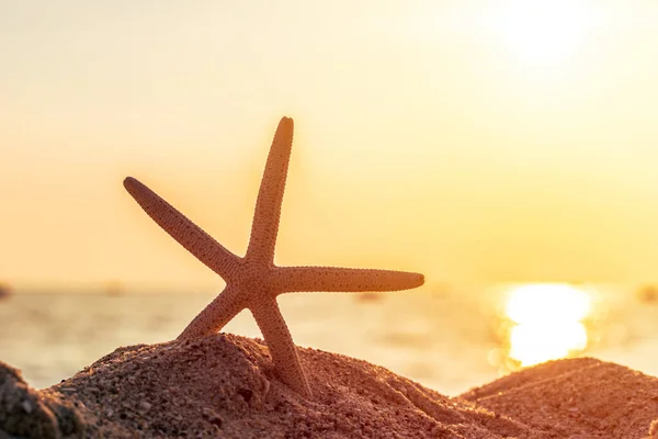 海を背景にした夏の砂浜のヒトデ — ストック写真