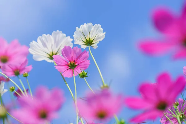 Cosmos Flor Colorida Belo Jardim — Fotografia de Stock