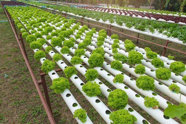 Organic Hydroponic Vegetable Cultivation Farm — Stock Photo, Image