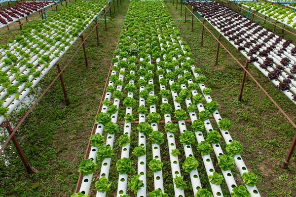 Organic Hydroponic Vegetable Cultivation Farm — Stock Photo, Image