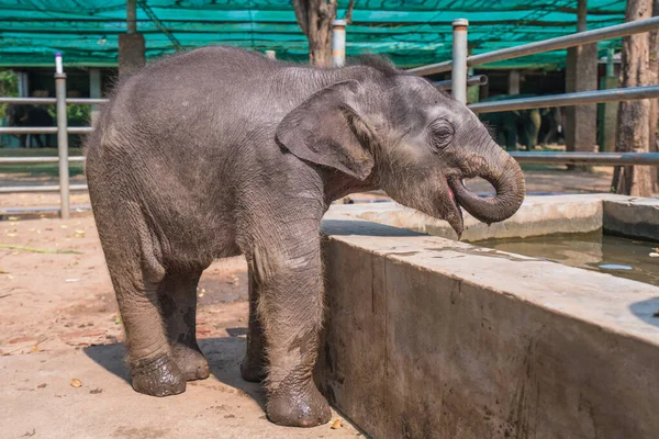 Young Cute Asian Elephant Calf Baby Elephant Thailand — Stock Photo, Image