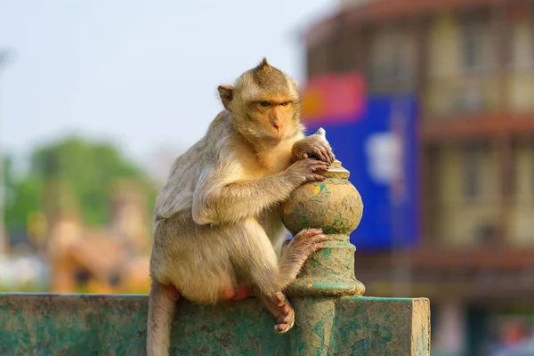 Ritratto Scimmia Macaco Mangia Granchi Dal Vivo Phra Prang Sam — Foto Stock