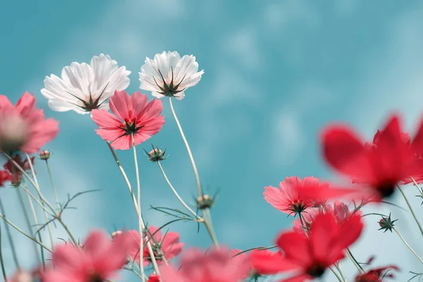 美しい庭のコスモス色の花 — ストック写真