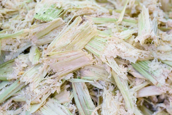 Nahaufnahme Von Bagasse Aus Zuckerrohr Verschwendung Bei Der Zuckerherstellung — Stockfoto