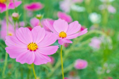 Güzel bahçedeki kozmos renkli çiçek..