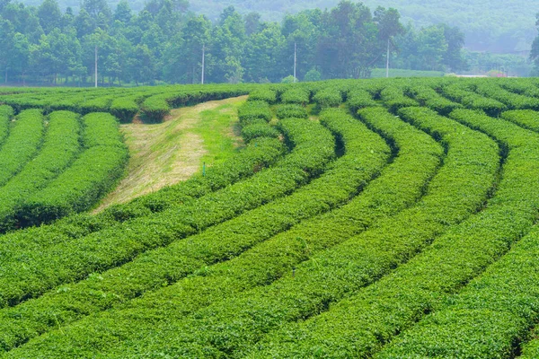 Зеленая Чайная Ферма Холме Севере Таиланда — стоковое фото
