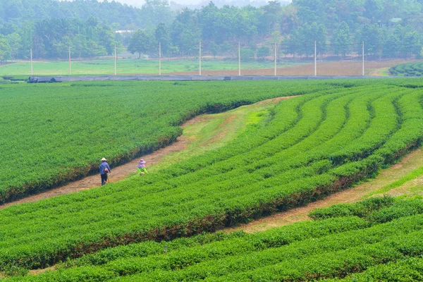 Fazenda Chá Verde Colina Norte Tailândia — Fotografia de Stock