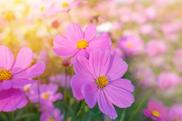 Cosmos Fiore Colorato Nel Bellissimo Giardino — Foto Stock