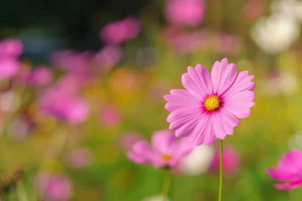 Kosmos Färgglada Blomma Den Vackra Trädgården — Stockfoto