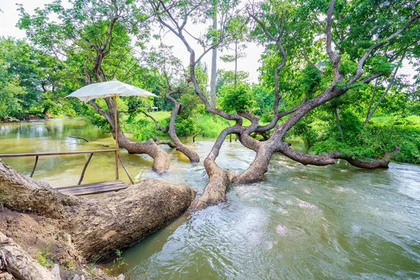 Дерево Самейна Річковому Потоці Осінньому Лісі — стокове фото