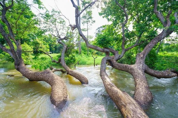 Samanea Saman Tree River Stream Autumn Forest — Stockfoto