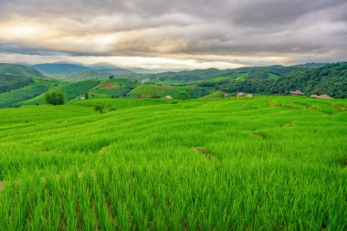 Pong Pieng Chiang Mai, Tayland 'daki köyün üzerinde yüzen sisli pirinç tarlaları.