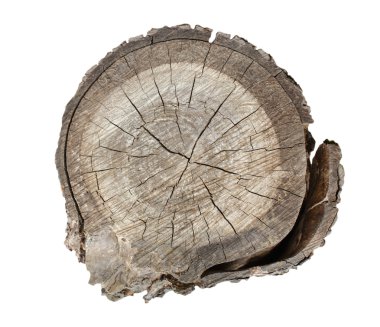 Beyaz arka plan üzerinde ağaç kütükleri ayır.